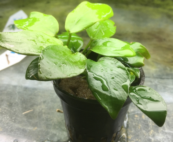 Goldenes Speerblatt, Anubias barteri nana gold